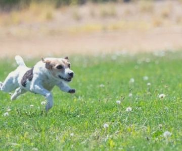 How to Train Your Dog to Stop Chasing Cars Safely