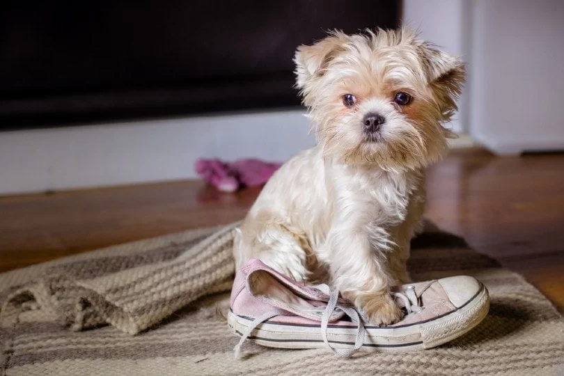 How to Train a Dog to Stop Stealing Shoes: Effective Tips for Pet Owners