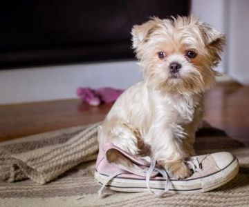 How to Train a Dog to Stop Stealing Shoes: Effective Tips for Pet Owners