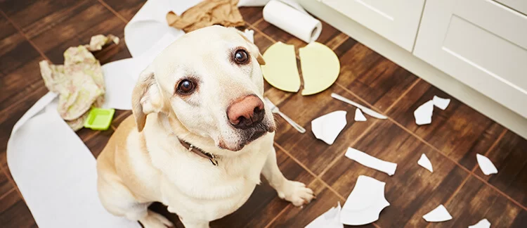 How to Help Your Pet Deal with Separation Anxiety: Effective Solutions