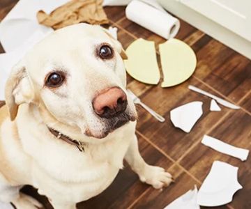 How to Help Your Pet Deal with Separation Anxiety: Effective Solutions