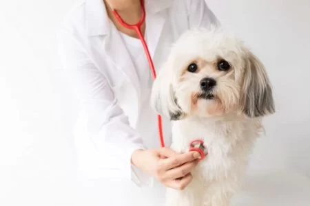 Emergency Pet Care Services: Essential Tips for Pet Owners and How Hidden Brook Veterinary Can Help