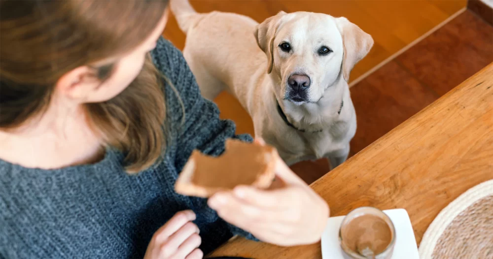How to Train a Dog to Be Polite Around Food