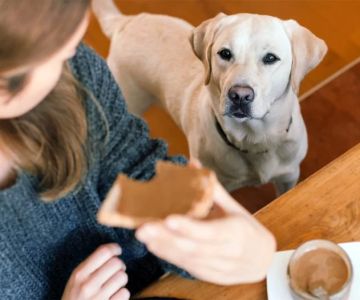 How to Train a Dog to Be Polite Around Food