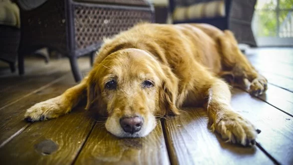 How to Recognize Pet Arthritis Early: A Complete Guide for Pet Owners