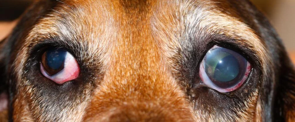 Comprehensive Guide to Pet Eye Care and Treatment for Healthier Eyes