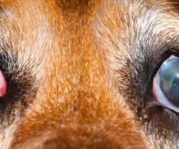 Comprehensive Guide to Pet Eye Care and Treatment for Healthier Eyes