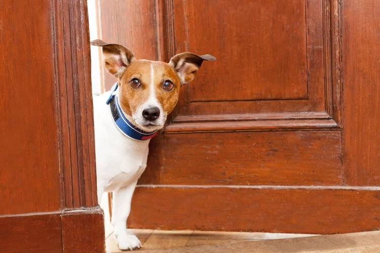 How to Teach Your Dog to Stay in a Particular Area