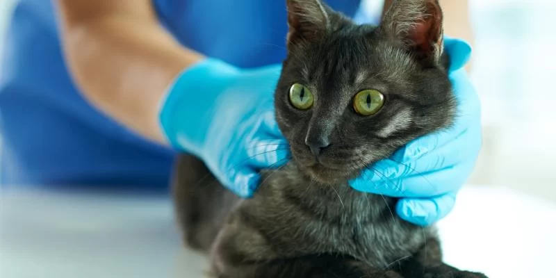 Caring for a Pet with a Chronic Illness: Essential Tips and Insights