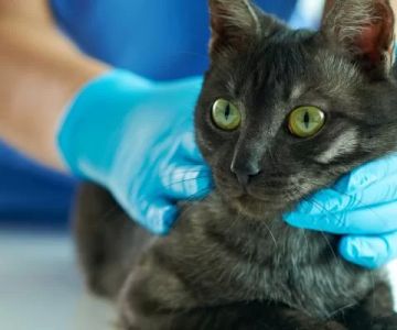 Caring for a Pet with a Chronic Illness: Essential Tips and Insights