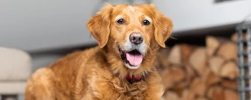 Understanding Signs of Kidney Problems in Pets: Symptoms and Care
