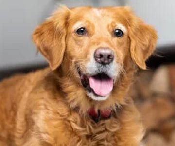 Understanding Signs of Kidney Problems in Pets: Symptoms and Care