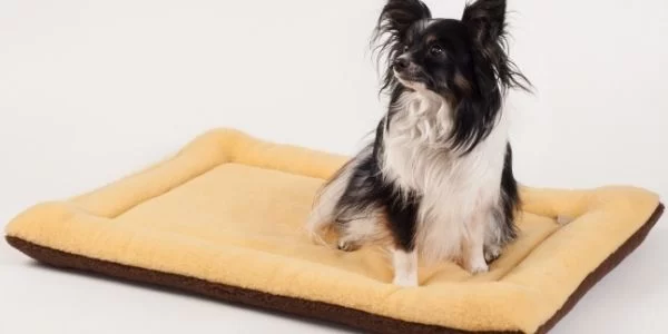 How to Teach Your Dog to Go to Their Bed