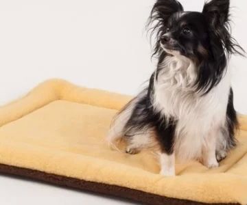 How to Teach Your Dog to Go to Their Bed