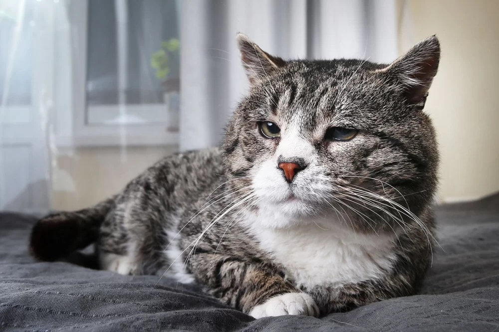 How to Choose the Best Vet for Your Senior Cat: Essential Tips for Senior Cat Care