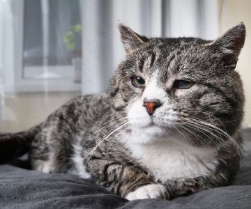 How to Choose the Best Vet for Your Senior Cat: Essential Tips for Senior Cat Care