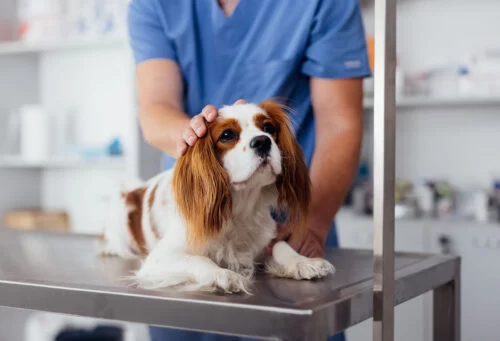 The Role of a Nutritionist in Pet Care: How They Improve Your Pet's Health and Well-being