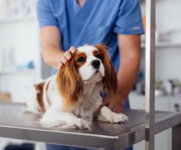 The Role of a Nutritionist in Pet Care: How They Improve Your Pet's Health and Well-being
