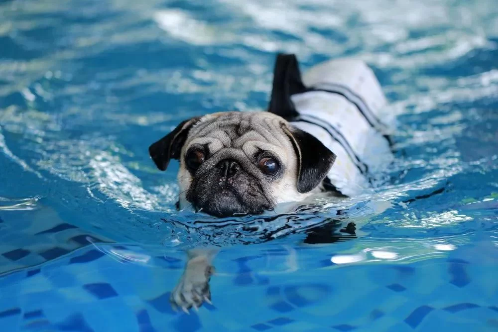Benefits of Pet Hydrotherapy for Recovery: Enhance Your Pet’s Health