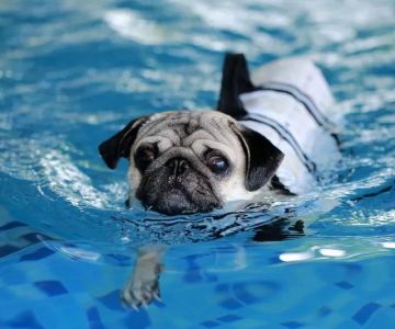 Benefits of Pet Hydrotherapy for Recovery: Enhance Your Pet’s Health