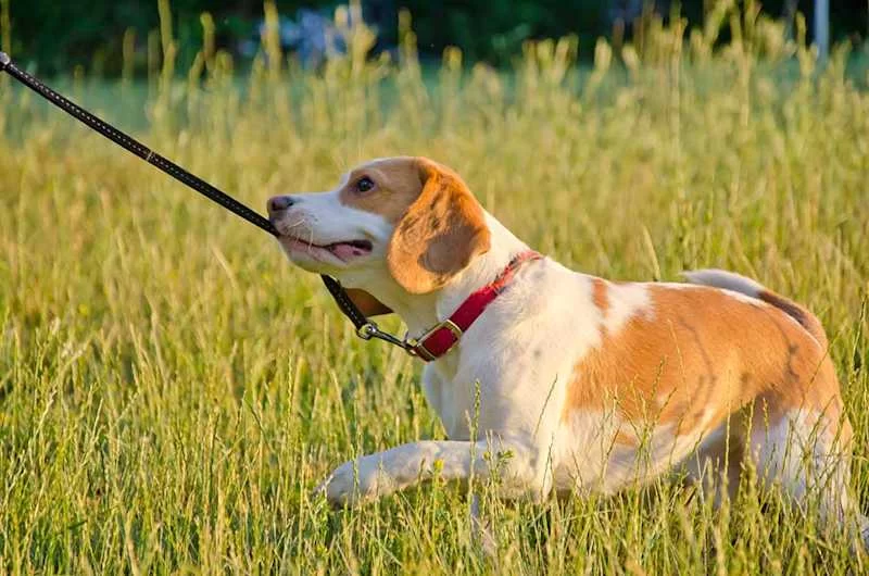 Effective Tips for Preventing Your Dog from Pulling on the Leash