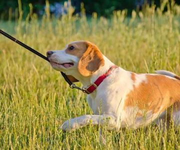 Effective Tips for Preventing Your Dog from Pulling on the Leash