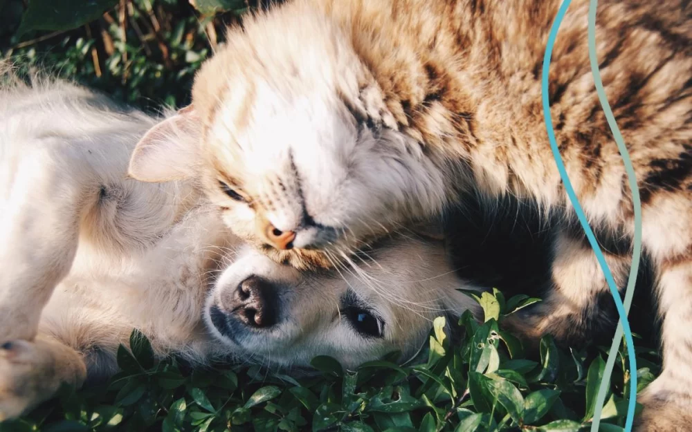 Why Flea and Tick Prevention is Crucial for Your Pet's Health
