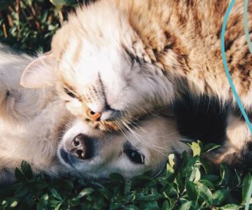 Why Flea and Tick Prevention is Crucial for Your Pet's Health