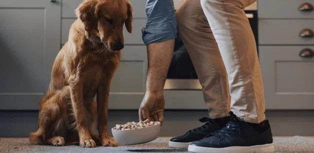 Effective Tips for Managing Your Dog’s Weight and Ensuring Their Health