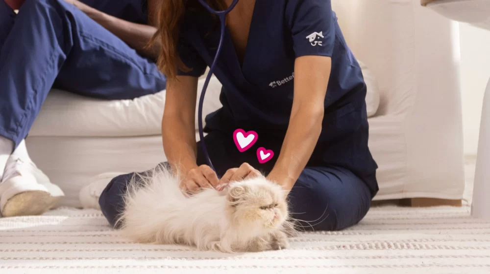 Preventive Healthcare for Pets: Essential Tips for Ensuring Lifelong Health