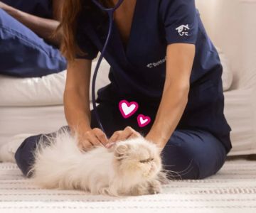 Preventive Healthcare for Pets: Essential Tips for Ensuring Lifelong Health