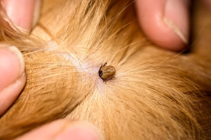 Best Ways to Prevent Ticks in Dogs and Keep Your Pet Safe