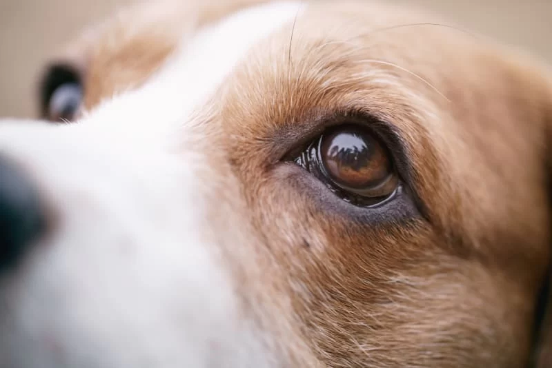 Why Regular Pet Eye Exams are Essential for Your Pet's Health