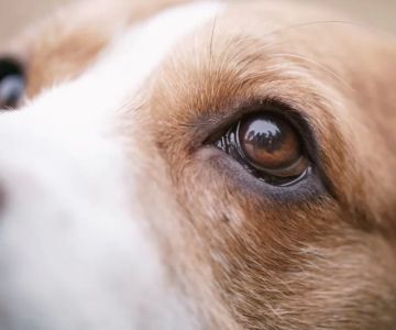 Why Regular Pet Eye Exams are Essential for Your Pet's Health