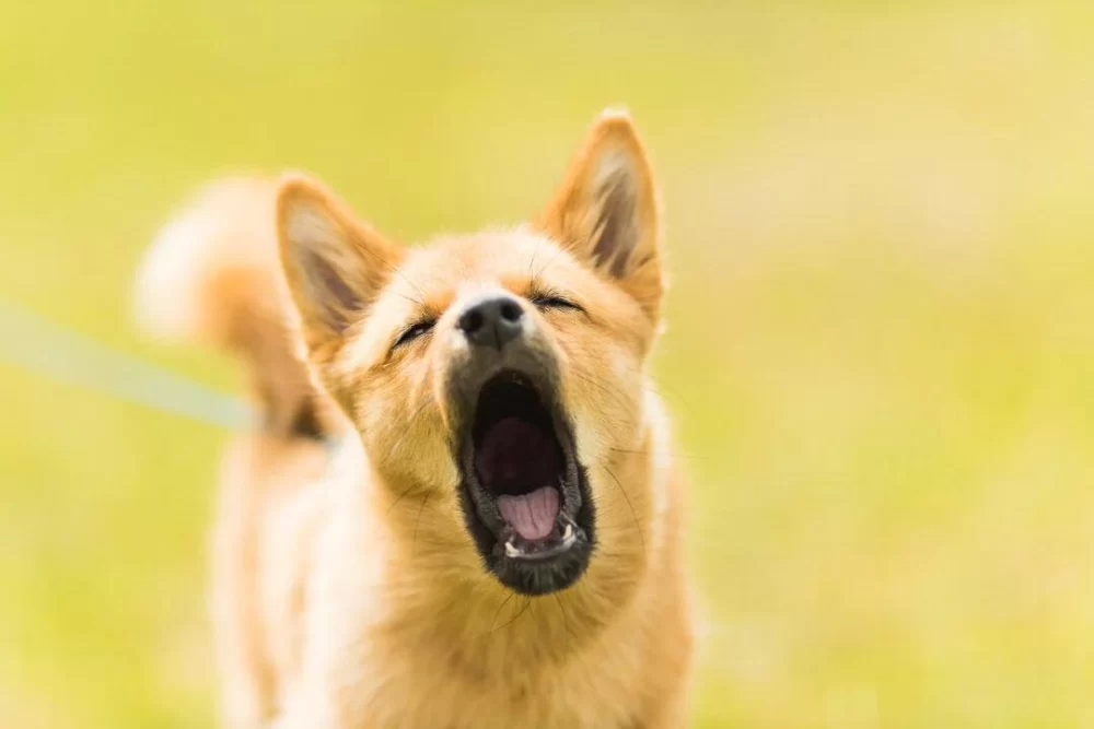 How to Teach a Dog to Stop Barking at Night: Effective Training Tips