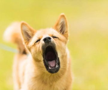 How to Teach a Dog to Stop Barking at Night: Effective Training Tips