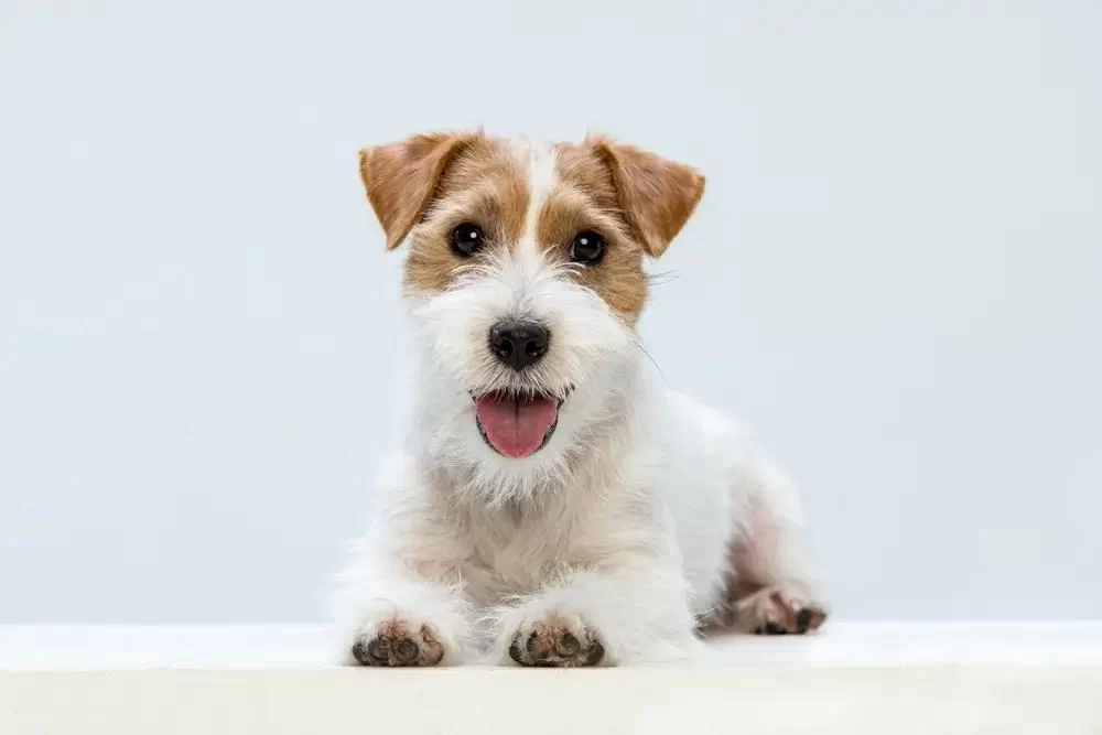 Best Foods for Senior Dogs with Kidney Disease: A Comprehensive Guide to Care