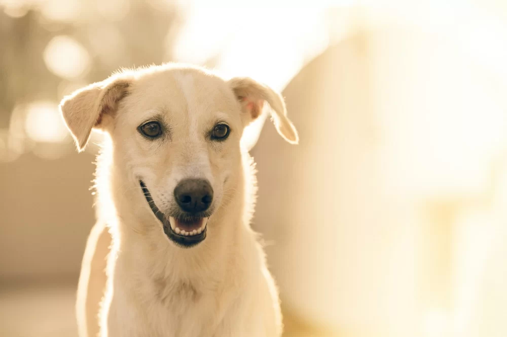 How to Train a Dog to Be Calm in Public Places: Essential Tips and Techniques