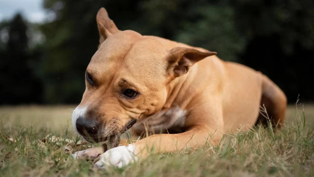 How to Protect Your Pet from Parasites: Essential Tips for Pet Owners