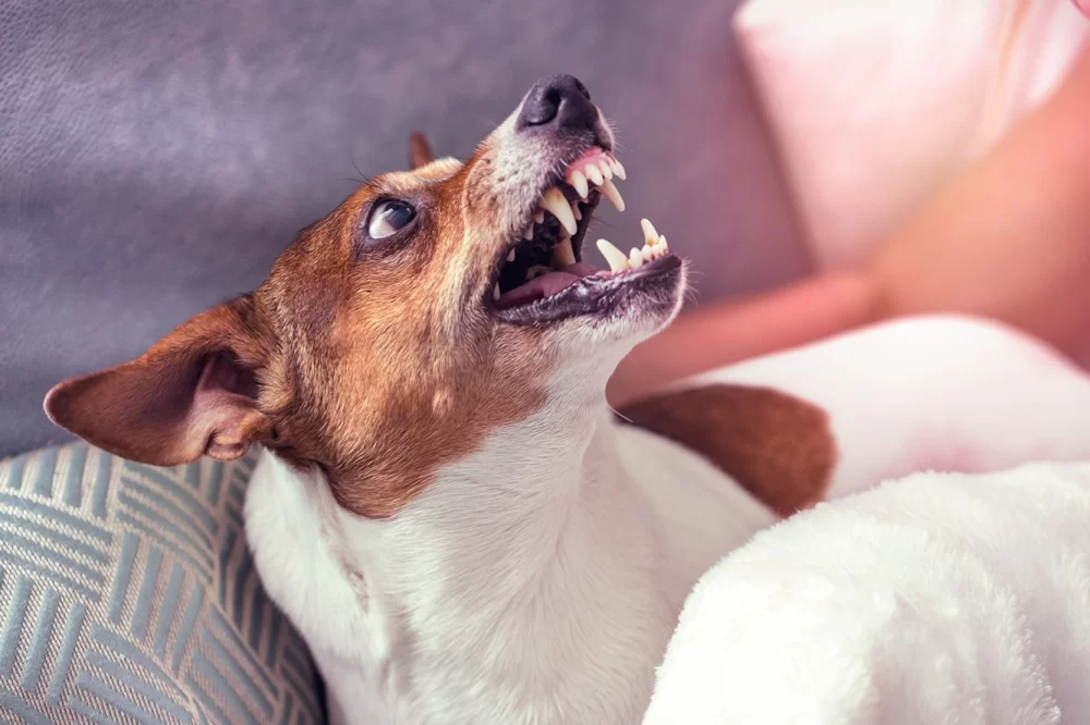 How to Stop a Dog from Being Possessive of Toys and Improve Behavior