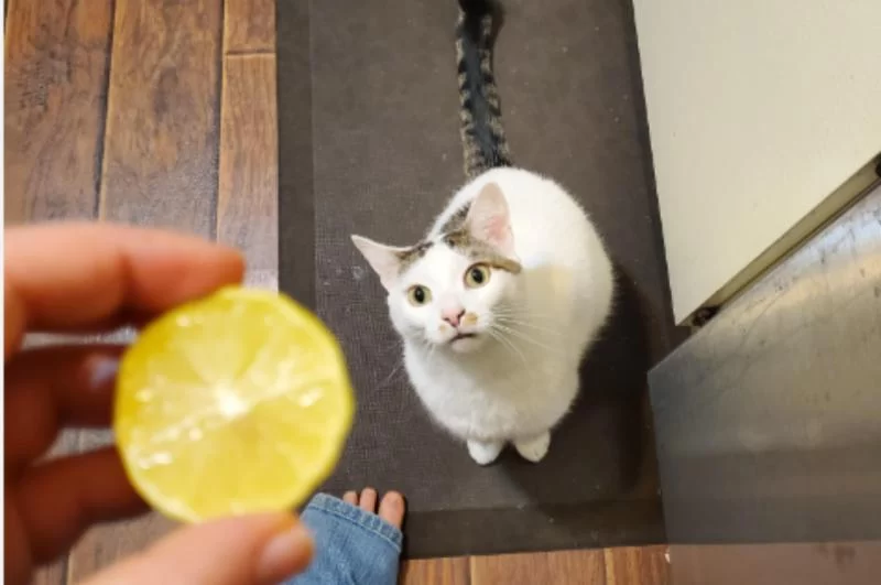 Can Cats Eat Lemon? What You Need to Know About Citrus Fruits and Your Cat's Health