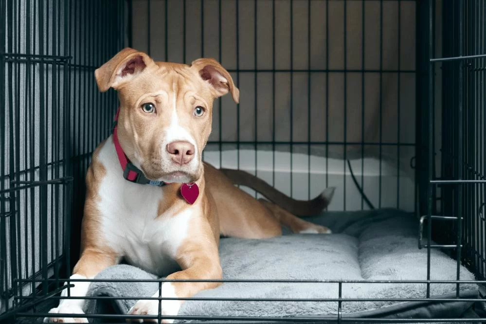 How to Teach a Dog to Stay in a Crate Quietly: Expert Tips and Tricks
