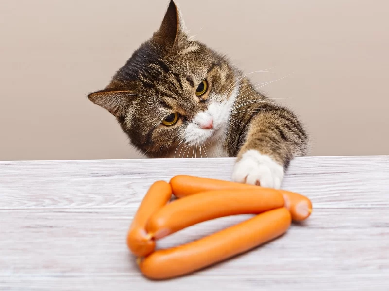 Can Cats Eat Sausages? What You Need to Know About Feeding Cats Sausages