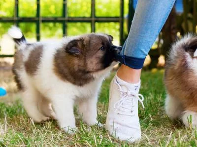 How to Stop a Dog from Snapping at Other Dogs: Effective Training Tips