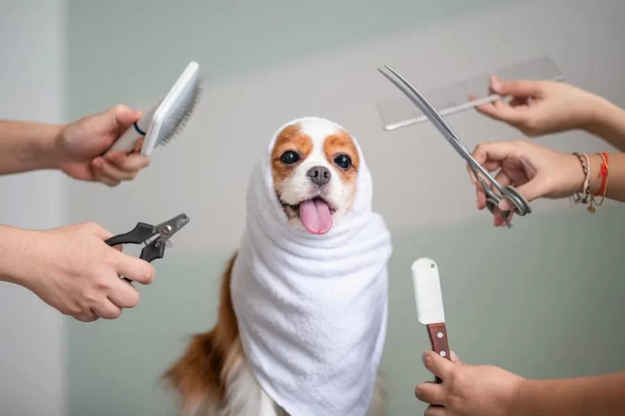 Why You Should Groom Your Dog Regularly for Better Health and Well-Being