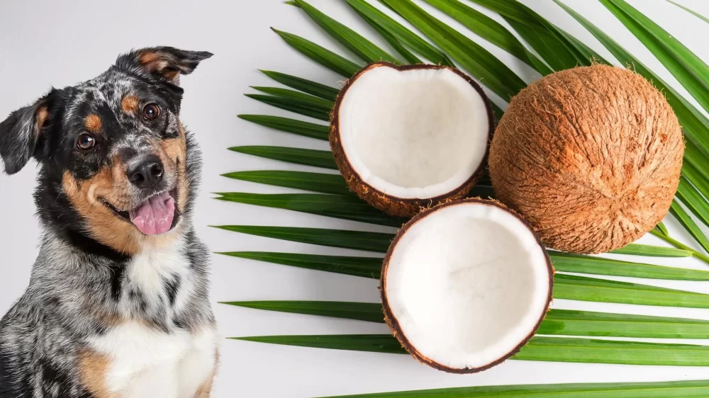 Can Dogs Eat Dried Coconut? What You Need to Know About Feeding Coconut to Your Dog