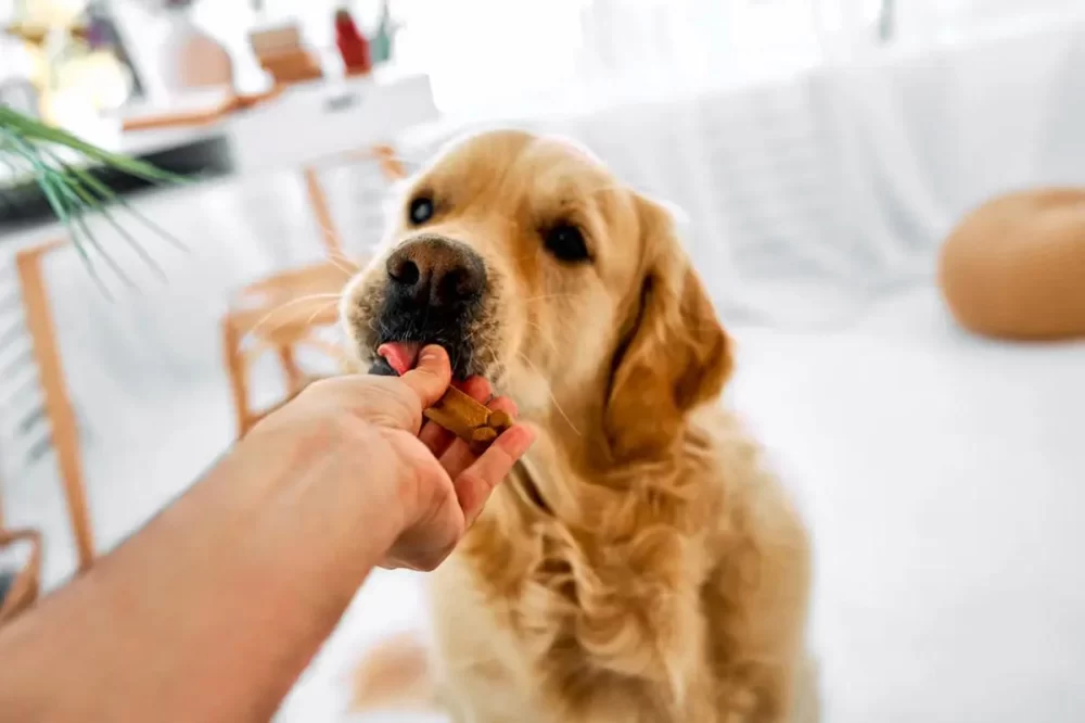Homemade Dog Treats for Puppies: Healthy Recipes and Tips for Your Puppy’s Wellbeing