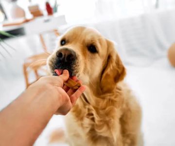 Homemade Dog Treats for Puppies: Healthy Recipes and Tips for Your Puppy’s Wellbeing