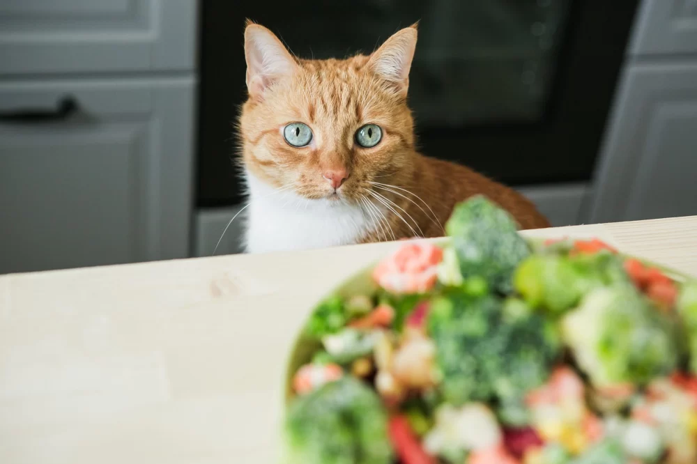 Can Cats Eat Broccoli Without Harm? Benefits and Risks Explained