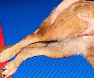 Signs of Hip Dysplasia in Older Dogs: What to Watch For and How to Help